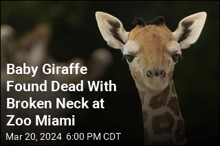 Baby Giraffe Found Dead With Broken Neck at Zoo Miami