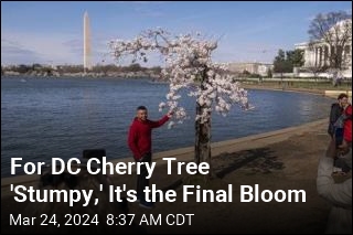 For DC Cherry Tree &#39;Stumpy,&#39; It&#39;s the Final Bloom