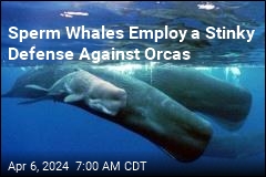Sperm Whales Employ a Stinky Defense Against Orcas