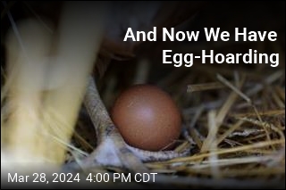 And Now We Have Egg-Hoarding