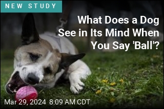 How Much Does Fido Get Beyond &#39;Sit&#39;? Scientists Weigh In