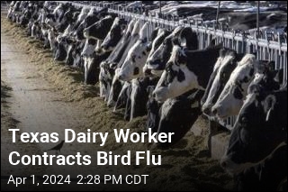 Bird Flu Detected in Texas Dairy Worker