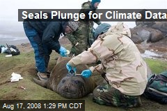 Seals Plunge for Climate Data