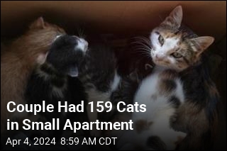 Couple Who Kept 159 Cats Banned From Having Pets