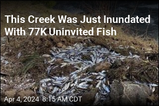 Truck Crash Dumps 77K Live Fish Into River