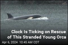 Clock Is Ticking on Rescue of This Stranded Young Orca