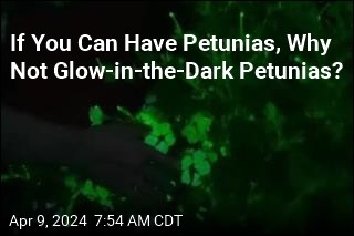 Now Available: Glow-in-the-Dark Plants