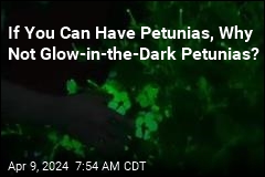 Now Available: Glow-in-the-Dark Plants