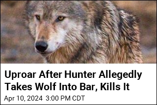 Uproar After Hunter Allegedly Takes Wolf Into Bar, Kills It