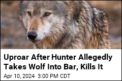 Uproar After Hunter Allegedly Takes Wolf Into Bar, Kills It