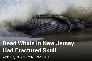 Dead Whale in New Jersey Had Fractured Skull