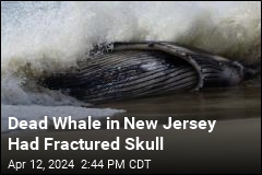 Dead Whale in New Jersey Had Fractured Skull