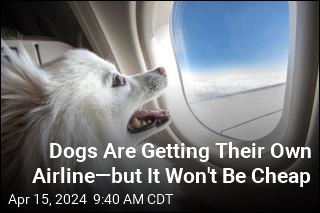 New Airline Lets Dogs Rule the Plane, for $6K a Ticket