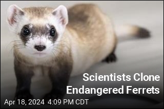 Scientists Clone Endangered Ferrets