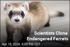 Scientists Clone Endangered Ferrets