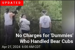 &#39;Bunch of Dummies&#39; Decide to Play With Bear Cubs in Wild