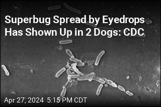 CDC: 2 Dogs Tested Positive for Superbug Tied to Eyedrops