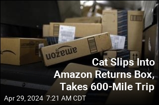 Cat Slips Into Amazon Returns Box, Takes 600-Mile Trip
