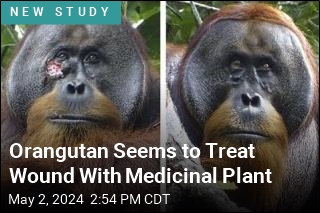 Orangutan Seems to Treat Wound With Medicinal Plant