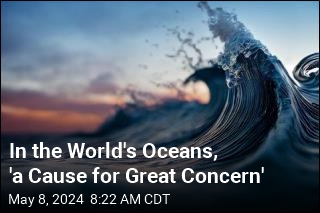 In the World&#39;s Oceans, &#39;a Cause for Great Concern&#39;