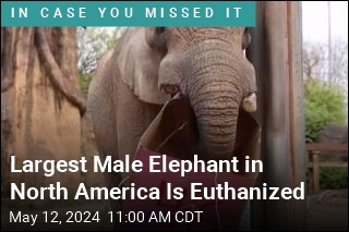 Largest Male Elephant in North America Is Euthanized