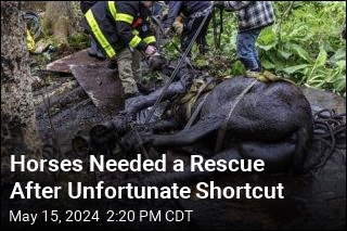 Horses Needed a Rescue After Unfortunate Shortcut