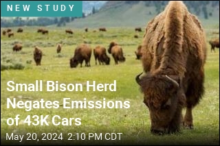 Small Bison Herd Negates Emissions of 43K Cars