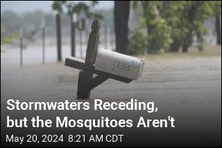 As Houston&#39;s Storms Subside, Mosquitoes Do the Opposite