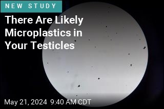 Microplastics in Testicles May Be Affecting Sperm