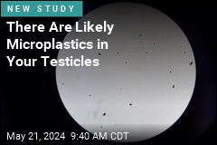 Microplastics in Testicles May Be Affecting Sperm