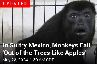 In Sultry Mexico, Monkeys Fall 'Out of the Trees Like Apples'