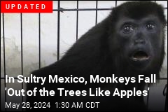 In Sultry Mexico, Monkeys Fall &#39;Out of the Trees Like Apples&#39;