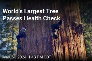 World&#39;s Largest Tree Passes Health Check