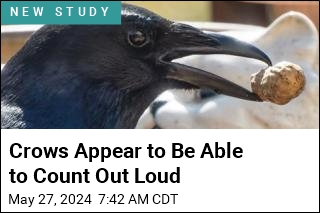 Crows Appear to Be Able to Count Out Loud