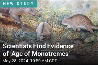 Scientists Find Evidence of &#39;Age of Monotremes&#39;