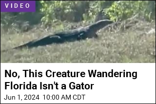 No, This Creature Wandering Florida Isn't a Gator