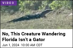 No, This Creature Wandering Florida Isn&#39;t a Gator