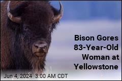 Bison Gores 83-Year-Old Woman at Yellowstone