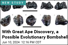 Great Ape Discovery Could Point to an Evolution Bombshell