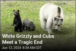 A Tragic End for Rare White Grizzly and Cubs