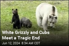 A Tragic End for Rare White Grizzly and Cubs