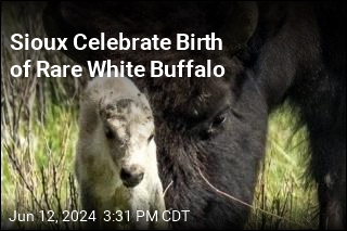 Sioux Celebrate Birth of Rare White Buffalo