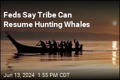 Feds Say Tribe Can Resume Hunting Whales