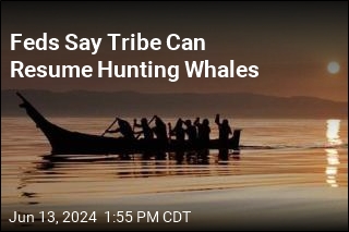 Feds Say Tribe Can Resume Hunting Whales