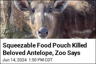 Squeezable Food Pouch Killed Beloved Antelope, Zoo Says