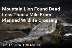 Mountain Lion Found Dead Less Than a Mile From Future Wildlife Crossing