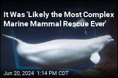 It Was &#39;Likely the Most Complex Marine Mammal Rescue Ever&#39;