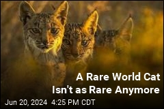 A Rare World Cat Isn&#39;t as Rare Anymore