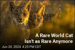 A Rare World Cat Isn&#39;t as Rare Anymore