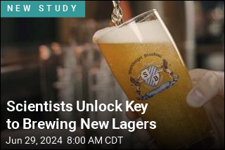 Scientists Unlock Key to Brewing New Lagers